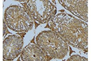ABIN6275079 at 1/100 staining Mouse testis tissue by IHC-P. (DNAJB11 Antikörper  (N-Term))