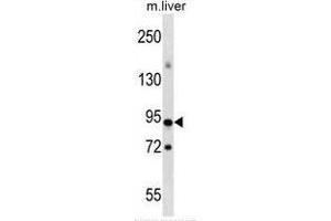 Wwestern blot analysis in mouse liver tissue lysates (35ug/lane) using CpG-binding protein/CXXC1 antibody . (CXXC1 Antikörper  (Middle Region))