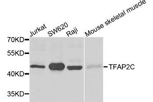 Western blot analysis of extracts of various cell lines, using TFAP2C antibody (ABIN5995382) at 1/500 dilution. (TFAP2C Antikörper)
