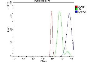 anti-Adenosylhomocysteinase-Like 1 (AHCYL1) (AA 14-57) antibody