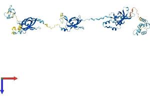 EFHC1 Protein (AA 1-640) (His tag)