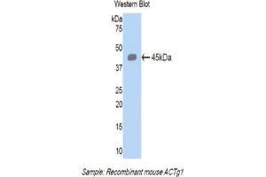 Western Blotting (WB) image for anti-Actin, gamma 1 (ACTG1) (AA 1-375) antibody (ABIN1077746) (Actin, gamma 1 Antikörper  (AA 1-375))