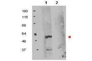 Western blot using  protein A purified anti-FKBP8 antibody shows detection of exogenous FKBP8 in 50 µg of HEK293T whole cell lysate (lane 1). (FKBP8 Antikörper  (Internal Region))