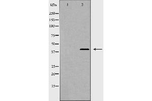 Western blot analysis of CCR7 expression in K562. (CCR7 Antikörper  (Internal Region))