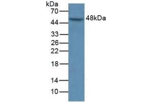 Detection of MAPK9 in Human A549 Cells using Polyclonal Antibody to Mitogen Activated Protein Kinase 9 (MAPK9) (JNK2 Antikörper  (AA 130-387))