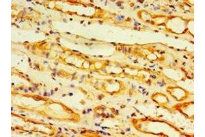 Immunohistochemistry of paraffin-embedded human kidney tissue using ABIN7173881 at dilution of 1:100 (Ectodysplasin A2 Receptor Antikörper  (AA 1-138))