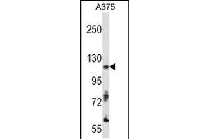 Western blot analysis of anti-AXL Antibody in A375 cell line lysates (35ug/lane) (AXL Antikörper)