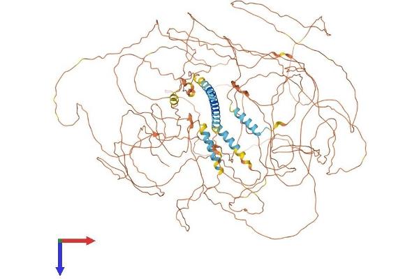 Meningioma 1 Protein (AA 1-1297) (His tag)