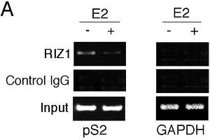 Chromatin Immunoprecipitation (ChIP) image for anti-PR Domain Containing 2, with ZNF Domain (PRDM2) (AA 1-347) antibody (ABIN387783)