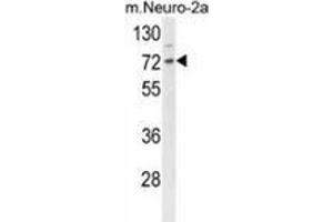 Western blot analysis of DNAJC2 (arrow) in mouse Neuro-2a cell line lysates (35ug/lane) using ZRF1