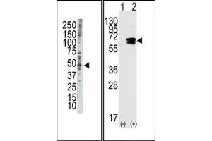 Image no. 1 for anti-RAD9 Homolog A (S. Pombe) (RAD9A) (AA 1-100), (BH3 Domain), (N-Term) antibody (ABIN356831) (RAD9A Antikörper  (BH3 Domain, N-Term))