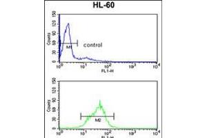 Flow cytometry analysis of HL-60 cells (bottom histogram) compared to a negative control cell (top histogram). (EN2 Antikörper  (C-Term))