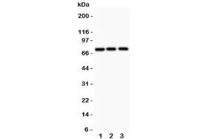 Western blot testing of APLP1 antibody and 1. (APLP1 Antikörper  (N-Term))