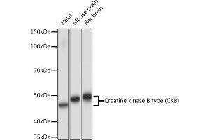 Western blot analysis of extracts of various cell lines, using Creatine kinase B type (CKB) Rabbit mAb (ABIN7266515) at 1:1000 dilution. (CKB Antikörper)