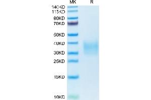 Mouse TRAIL R2 on Tris-Bis PAGE under reduced condition. (TNFRSF10B Protein (AA 53-180) (His tag))