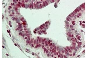 IHC testing of FFPE human breast tissue with LSD1 antibody at 5ug/ml. (LSD1 Antikörper  (N-Term))