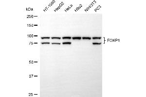 anti-Forkhead Box P1 (FOXP1) antibody