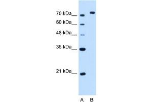NOLC1 antibody - C-terminal region  validated by WB using HepG2 cell lysate at 2. (NOLC1 Antikörper  (C-Term))