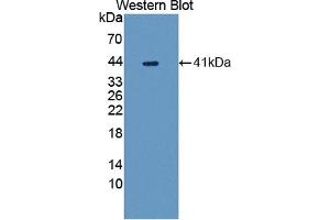 Detection of Recombinant UGGT1, Human using Polyclonal Antibody to UDP-Glucose Glycoprotein Glucosyltransferase 1 (UGGT1) (UGGT1 Antikörper  (AA 1221-1536))