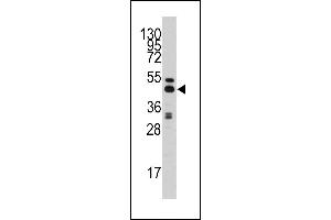 Western blot analysis of anti-AHCY Antibody (C-term) (ABIN389202 and ABIN2839362) in HepG2 cell line lysates (35 μg/lane). (AHCY Antikörper  (C-Term))