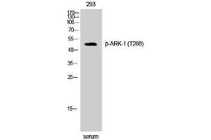 Western Blotting (WB) image for anti-Aurora Kinase A (AURKA) (pThr288) antibody (ABIN3182531) (Aurora A Antikörper  (pThr288))