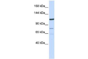 KIAA1324 antibody used at 1 ug/ml to detect target protein. (ELAPOR1 Antikörper  (N-Term))