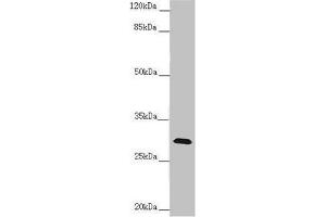 Western blot All lanes: CENPH antibody at 1. (CENPH Antikörper  (AA 1-247))