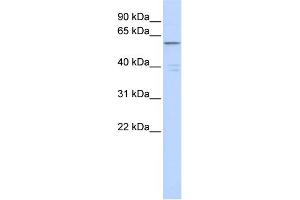 WB Suggested Anti-ZNF141 Antibody Titration:  0. (ZNF141 Antikörper  (Middle Region))