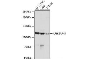 Western blot analysis of extracts of various cell lines using ARHGAP45 Polyclonal Antibody at dilution of 1:1000. (HMHA1 Antikörper)