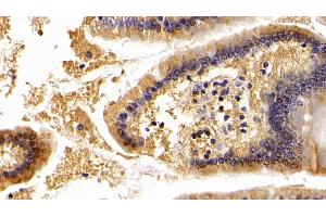 Detection of APOA4 in Mouse Small intestine Tissue using Polyclonal Antibody to Apolipoprotein A4 (APOA4) (APOA4 Antikörper  (AA 135-281))
