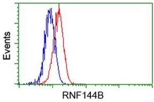 Image no. 1 for anti-Ring Finger Protein 144B (RNF144B) (AA 1-256) antibody (ABIN1490647) (RNF144B Antikörper  (AA 1-256))