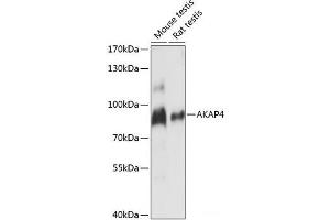 Western blot analysis of extracts of various cell lines using AKAP4 Polyclonal Antibody at dilution of 1:1000. (AKAP4 Antikörper)