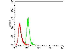 Flow cytometric analysis of Hela cells using TBC1D4 mouse mAb (green) and negative control (red). (TBC1D4 Antikörper  (AA 574-712))