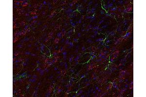Indirect immunostaining of PFA fixed mouse brain section with anti-giantin (dilution 1 : 200; red) and mouse anti-GFAP (, dilution 1 : 200; green). (Golgin B1 (GOLGB1) (AA 1-427) Antikörper)