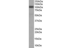 ABIN185207 staining (1µg/ml) of Human Liver lysate (RIPA buffer, 35µg total protein per lane).