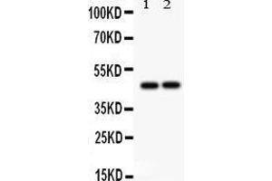 Anti- TCPTP Picoband antibody, Western blotting All lanes: Anti TCPTP  at 0. (PTPN2 Antikörper  (AA 1-330))