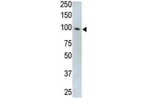Image no. 1 for anti-Toll-Like Receptor 5 (TLR5) (N-Term) antibody (ABIN357051)