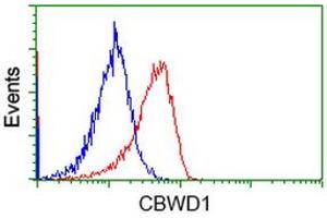 Image no. 13 for anti-COBW Domain Containing 1 (CBWD1) antibody (ABIN1497117) (CBWD1 Antikörper)
