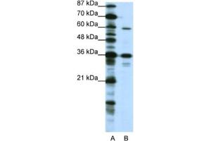 Western Blotting (WB) image for anti-CAMP Responsive Element Binding Protein 3-Like 1 (CREB3L1) antibody (ABIN2461968) (CREB3L1 Antikörper)