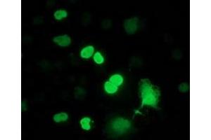 Anti-FLYWCH2 mouse monoclonal antibody (ABIN2454458) immunofluorescent staining of COS7 cells transiently transfected by pCMV6-ENTRY FLYWCH2 (RC204275). (FLYWCH2 Antikörper)