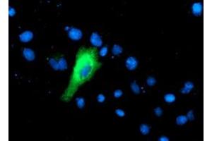 Anti-IFI35 mouse monoclonal antibody (ABIN2454920) immunofluorescent staining of COS7 cells transiently transfected by pCMV6-ENTRY IFI35 (RC200929). (IFI35 Antikörper)
