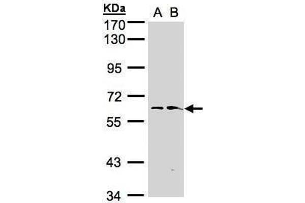 FMO1 anticorps