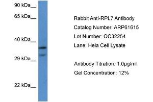 Western Blotting (WB) image for anti-Ribosomal Protein L7 (RPL7) (C-Term) antibody (ABIN2788852) (RPL7 Antikörper  (C-Term))