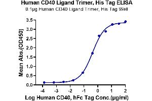 Immobilized Human CD40 Ligand Trimer, His Tag at 1 μg/mL (100 μL/Well) on the plate. (CD40 Ligand Protein (CD40LG) (Trimer) (His-DYKDDDDK Tag))