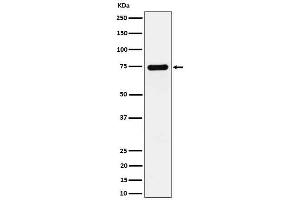 Western blot analysis of Dopamine beta Hydroxylase expression in SH-SY5Y cell lysate.