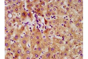 IHC image of ABIN7152338 diluted at 1:500 and staining in paraffin-embedded human liver tissue performed on a Leica BondTM system. (SERF2 Antikörper  (AA 107-224))