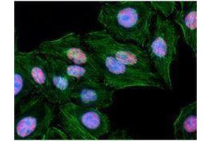 Immunofluorescence (IF) image for anti-RNA Polymerase II CTD antibody (ABIN2665347) (Rpb1 CTD Antikörper)