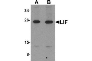 Western blot analysis of LIF in 3T3 cell lysate with LIF antibody at (A) 1 and (B) 2 μg/ml. (LIF Antikörper  (Center))