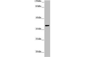 Western blot All lanes: H2AFY antibody at 1. (H2AFY Antikörper  (AA 123-372))