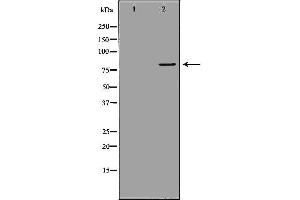 Western blot analysis of extracts of mouse spleen tissue, using MX1 antibody. (MX1 Antikörper  (C-Term))